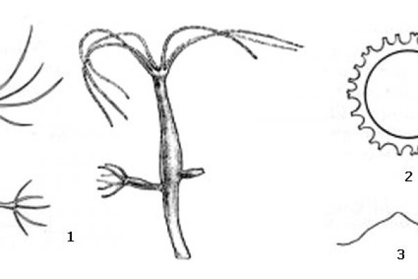 Kraken 18
