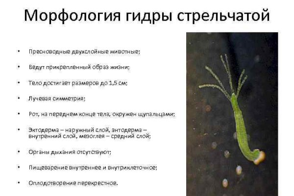 Кракен макет даркнет только через тор